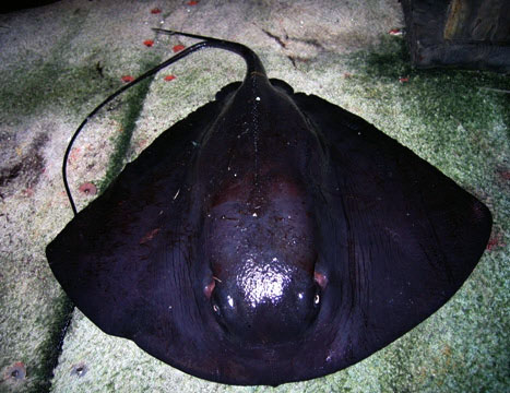 Pteroplatytrygon violacea_06.jpg